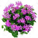 Afbeelding van Geranium Hang P12 Balcon Lilac